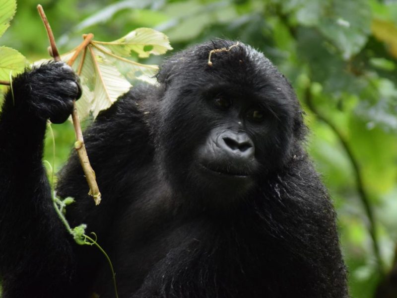 Uganda Gorilla Tour