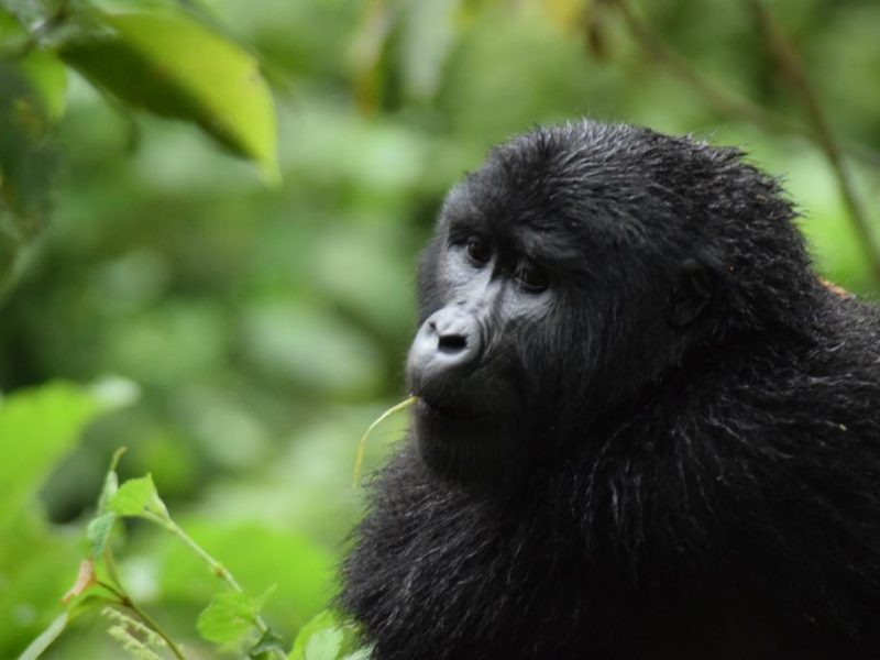 Rwanda Gorilla Trekking Safari