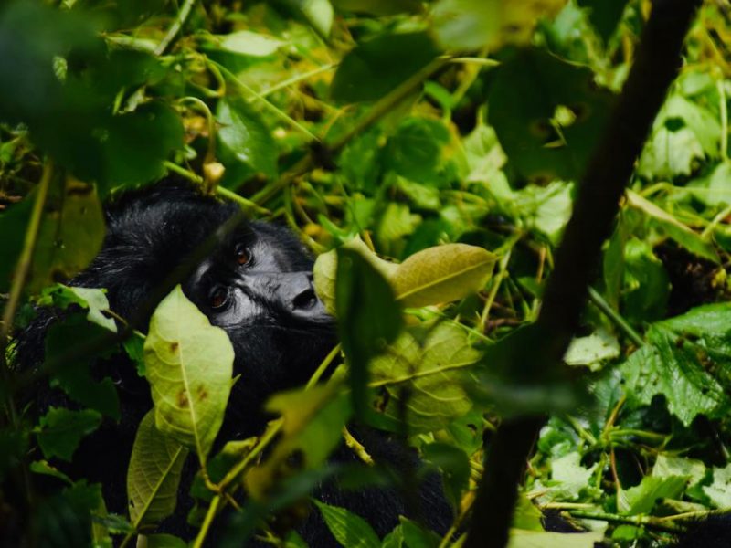 Rwanda Gorilla Trekking tour