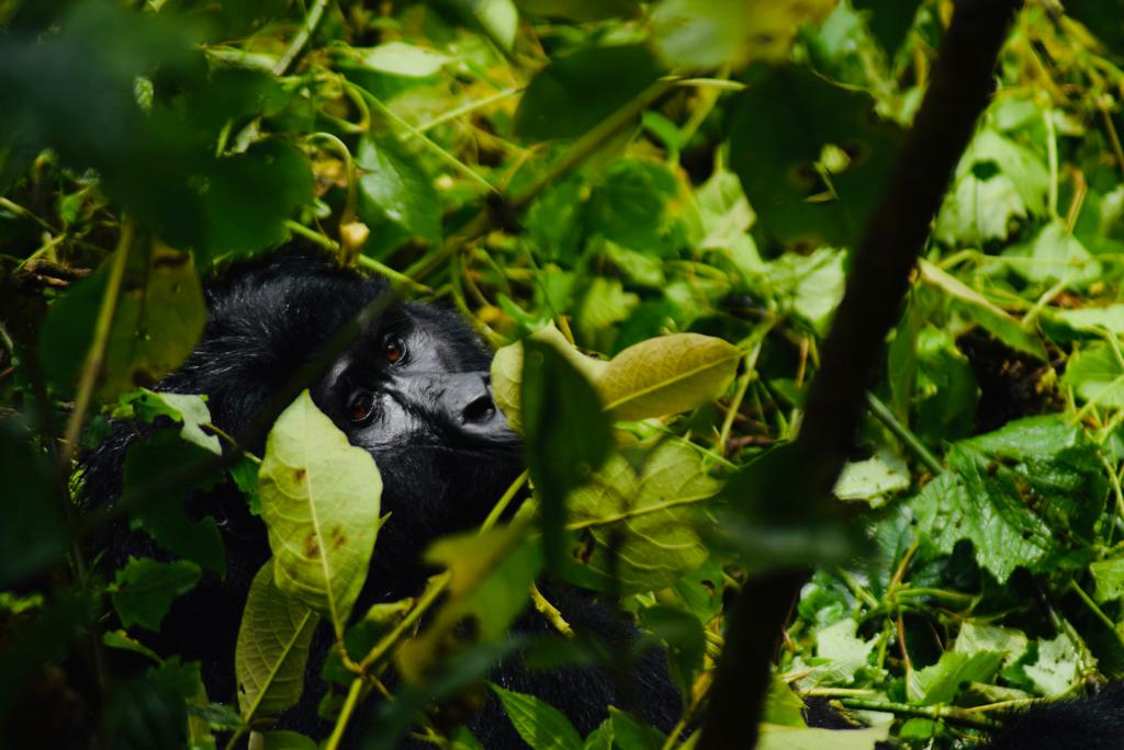 Rwanda Gorilla Trekking