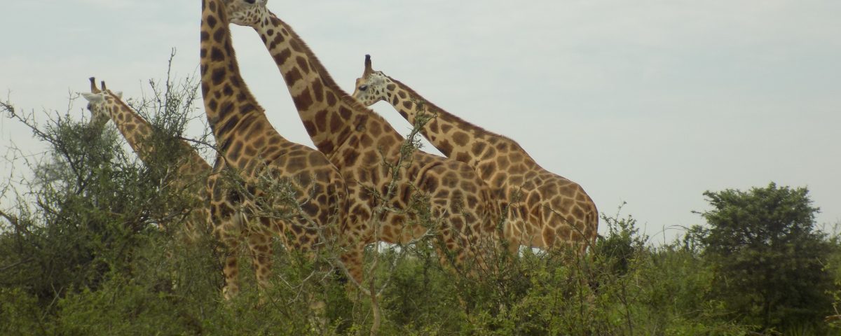 Wildlife tours in Akagera National Park