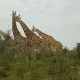Wildlife tours in Akagera National Park