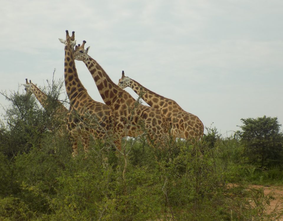 Wildlife tours in Akagera National Park