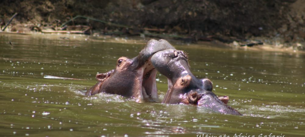 Queen Elizabeth Wildlife Safari Uganda