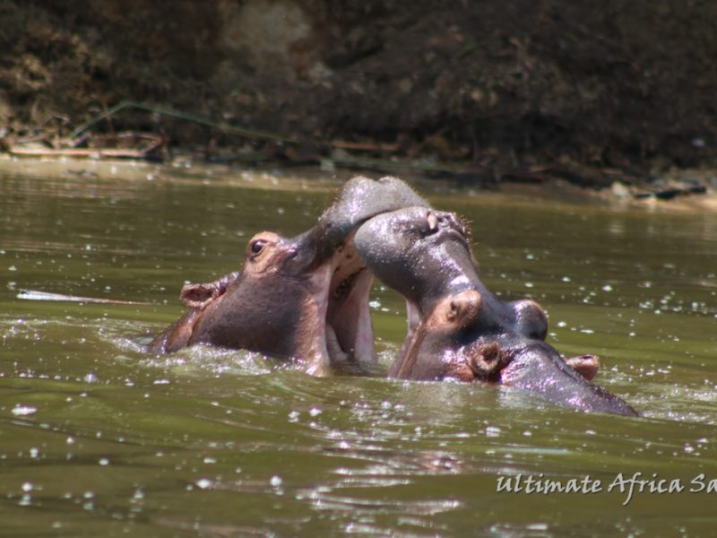 Queen Elizabeth Wildlife Safari Uganda