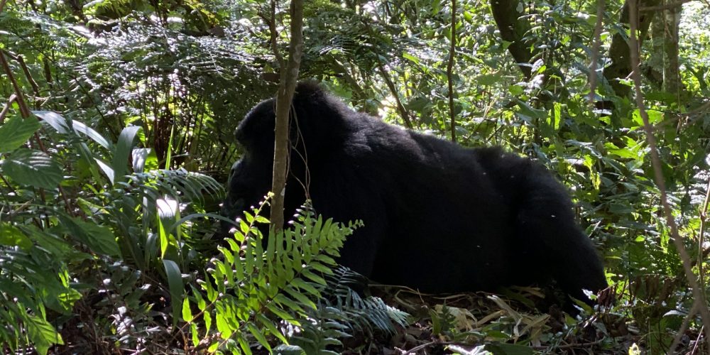 Gorilla Trekking Safari Uganda