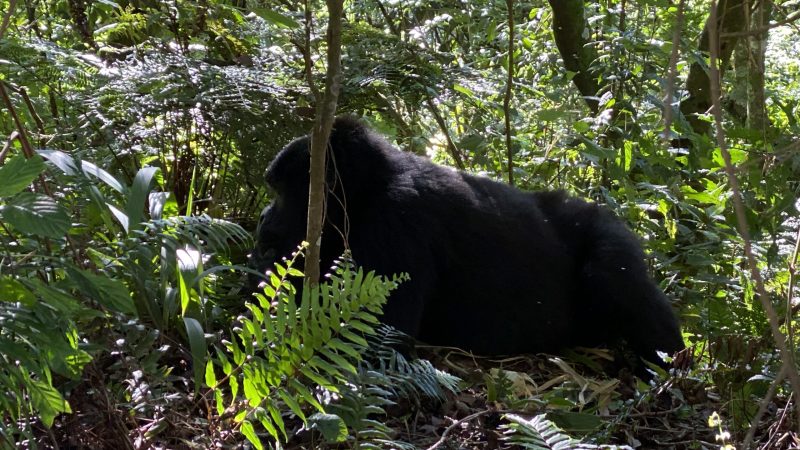 Gorilla Trekking Safari Uganda