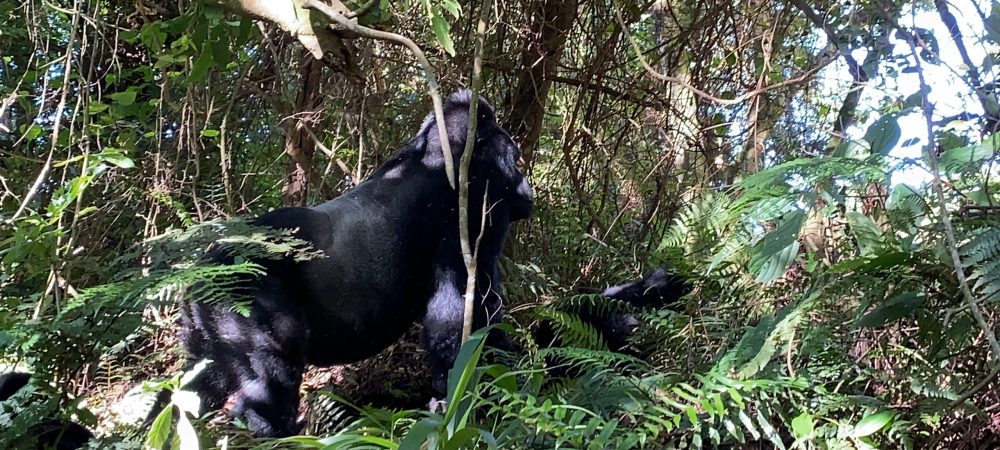 Gorilla Trekking Safari Uganda