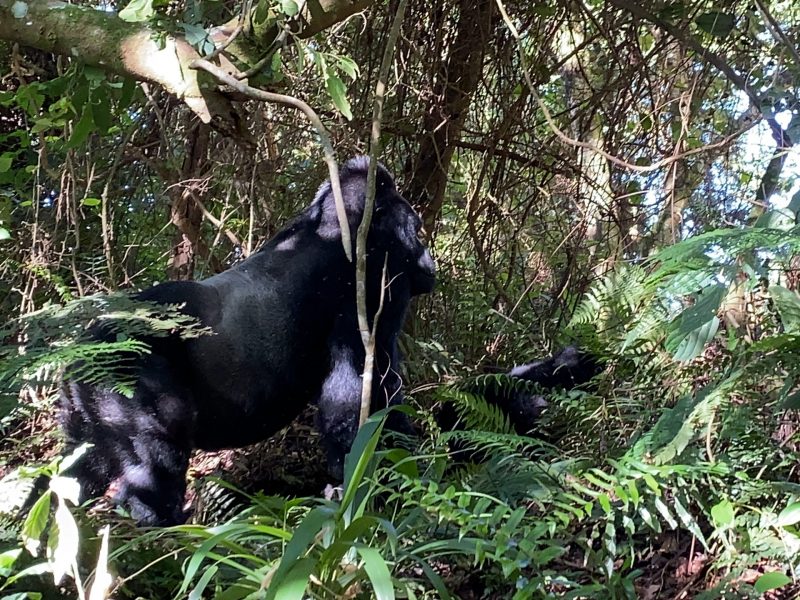 Gorilla Trekking Safari Uganda