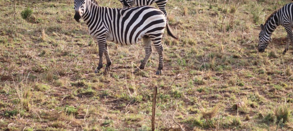 Lake Mburo Uganda Safari