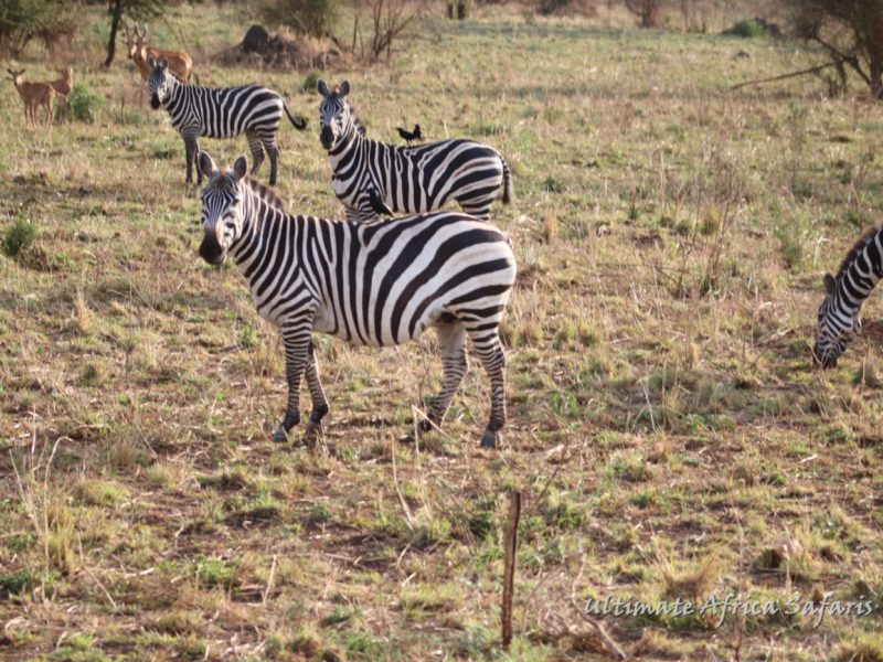 Uganda Adventure Safari