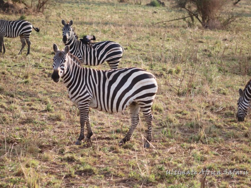 Rwanda Wildlife Safaris Trip