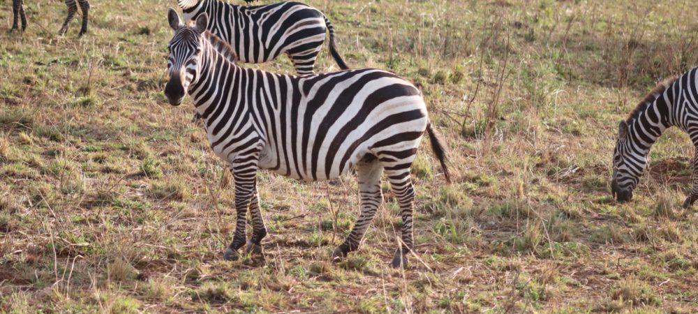 Akagera Wildlife Safari Rwanda