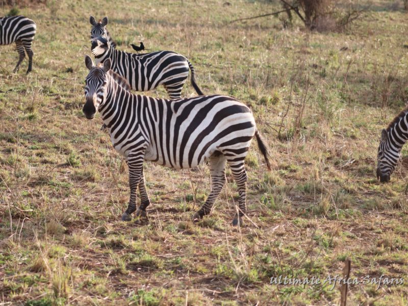 Akagera Wildlife Safari Rwanda