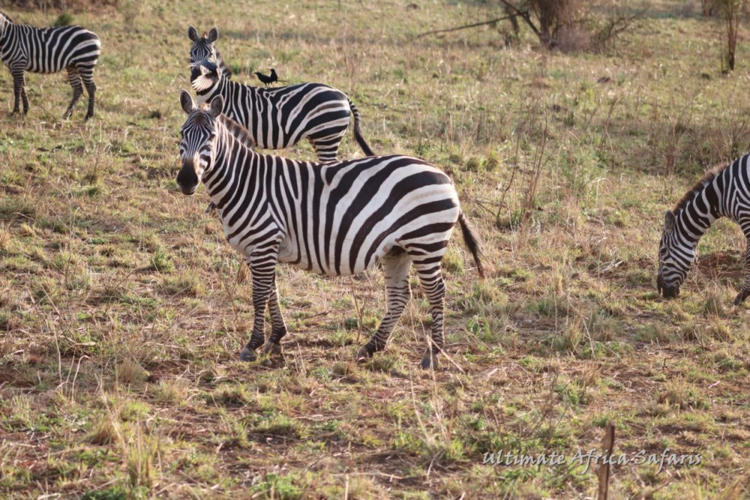 Akagera Wildlife Safari Rwanda