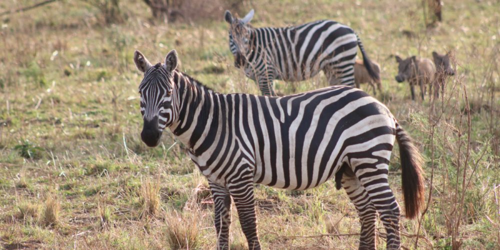 Uganda Fly-in Tour