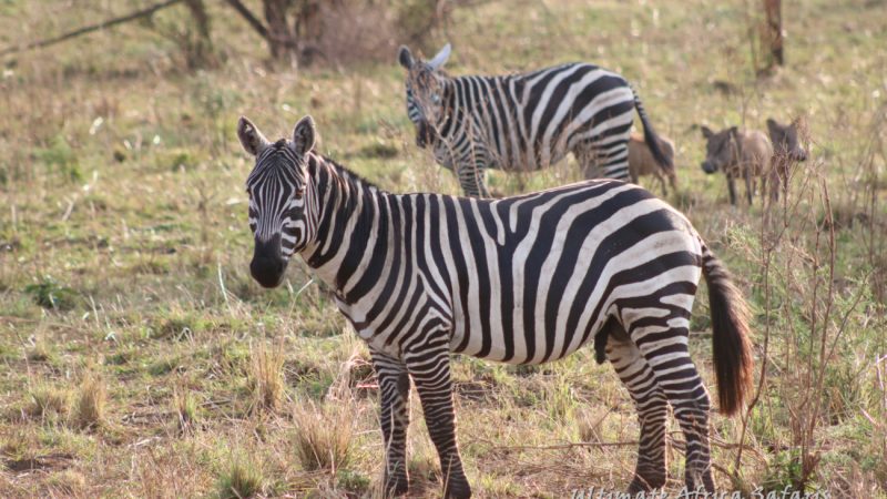 Uganda Fly-in Tour