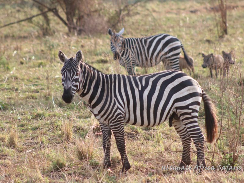 Uganda Fly-in Tour