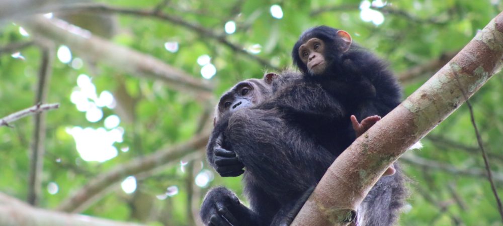 Uganda Adventure Safari