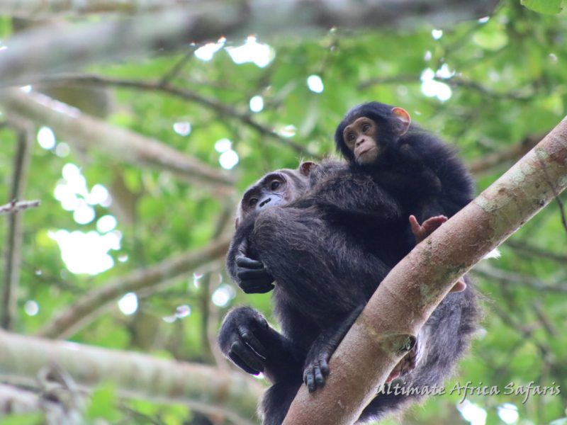 Uganda Adventure Safari