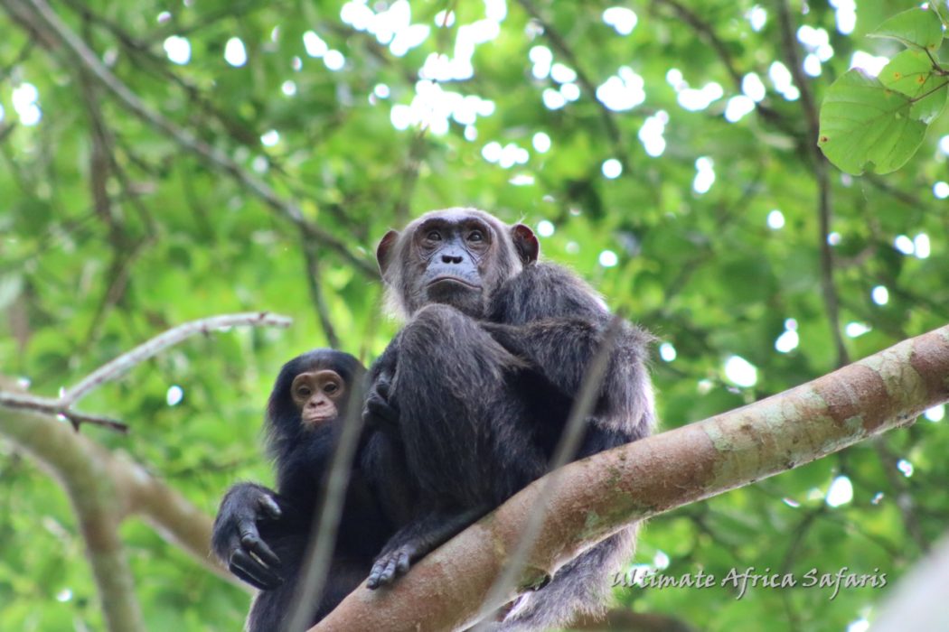 Kibale Forest National Park