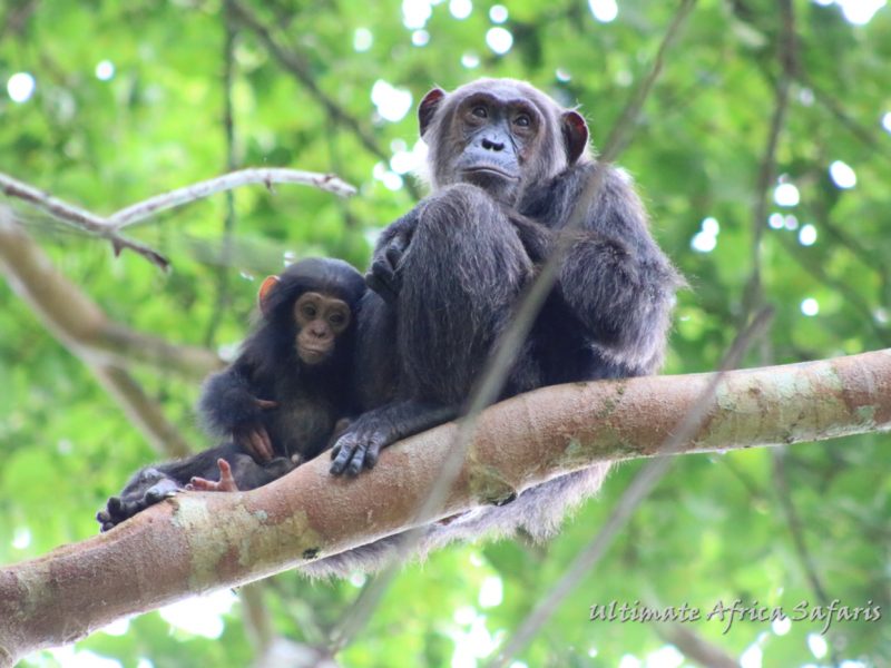 Best of Uganda Safari