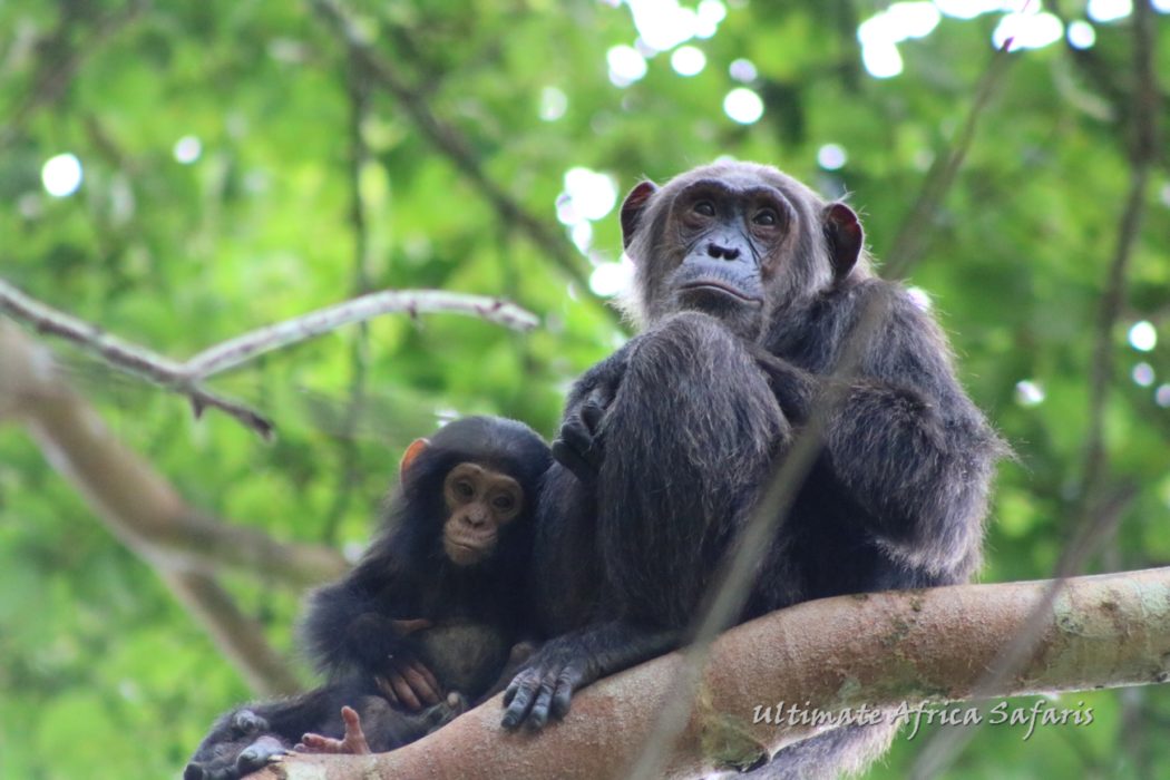 Uganda Wildlife Tour