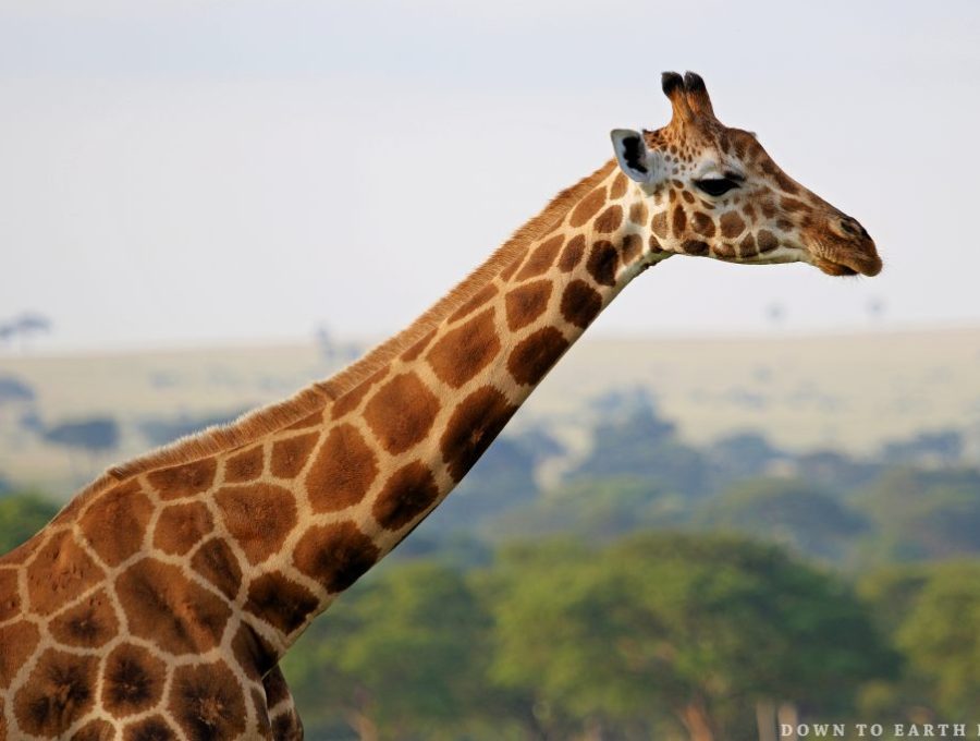 Rwanda Safaris Tour