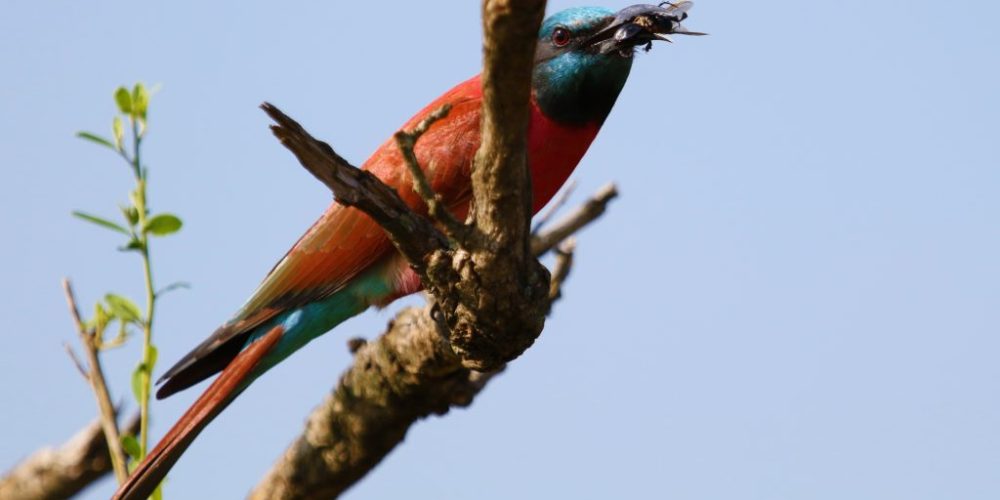 Kenya Wildlife & Cultural Tour