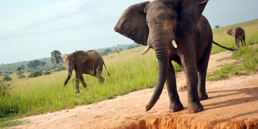 Kidepo National Park Safari