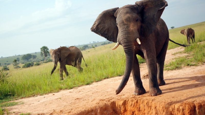 Kidepo National Park Safari