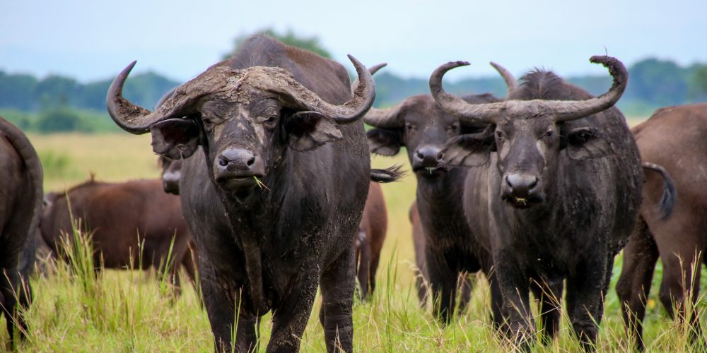 Queen Elizabeth Safari Uganda