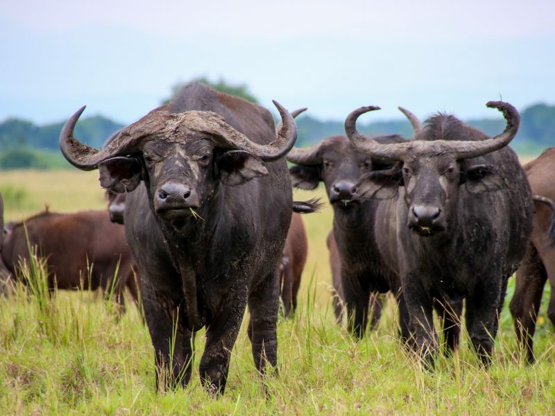 Queen Elizabeth Safari Uganda