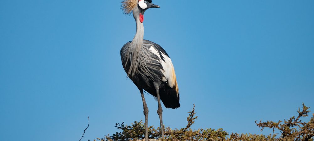Rwanda Birding Safaris Tour