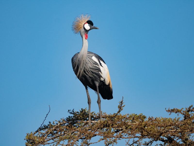 Rwanda Birding Safaris Tour