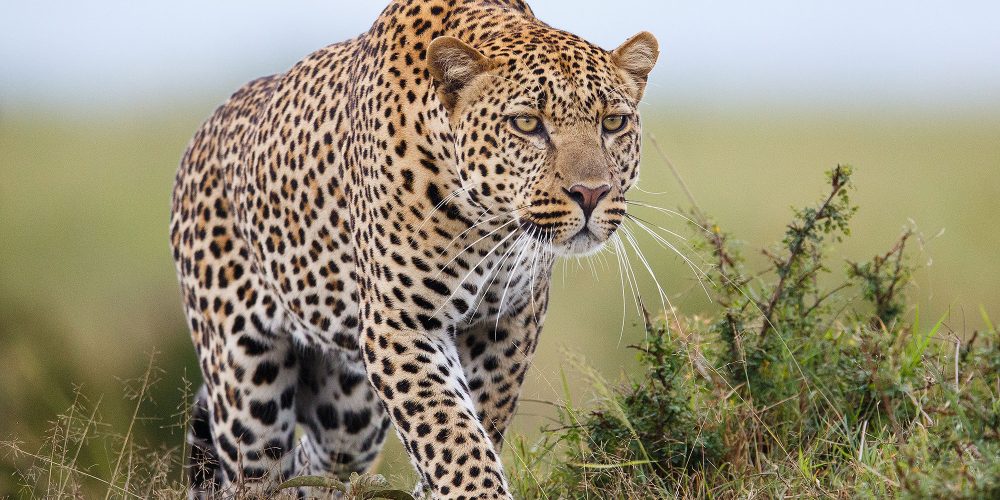 Tanzania Safaris Tour