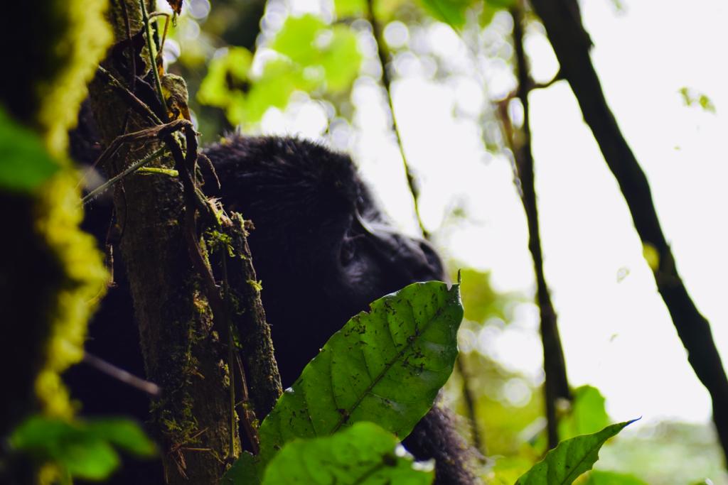 Maghinga Gorilla Trekking Safari Uganda