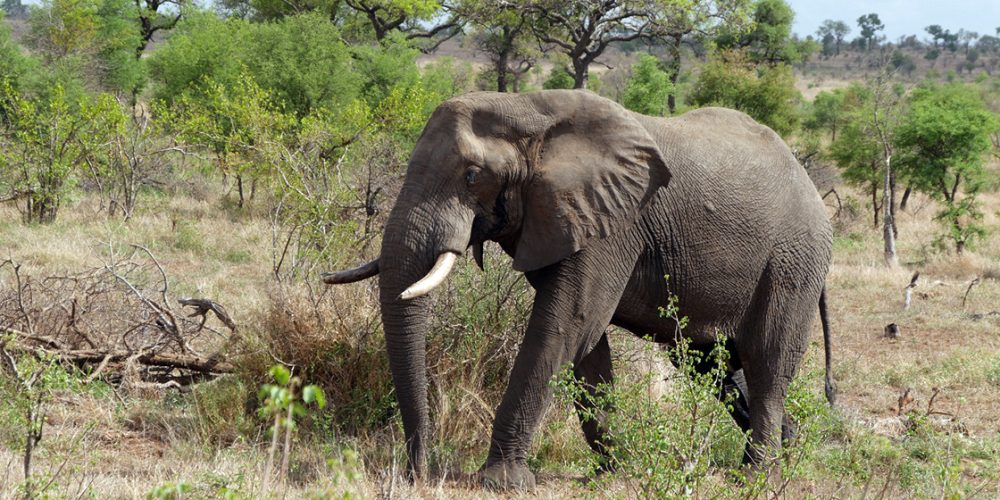 Africa Ultimate Tours