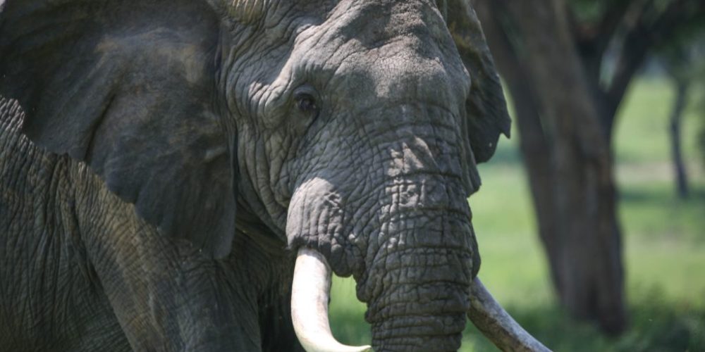 Uganda Birding Safaris Tours