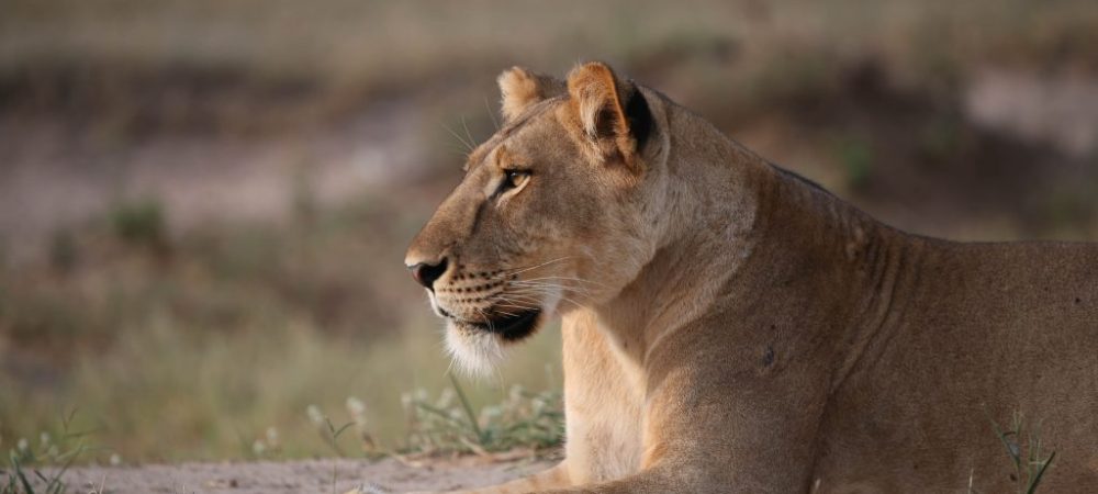 Murchison Falls Uganda Safari