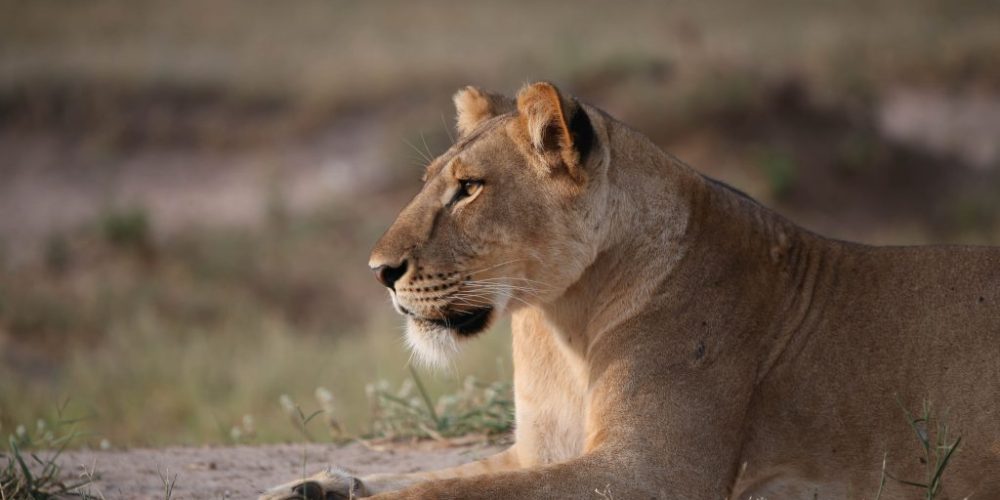 Murchison Falls Uganda Safari