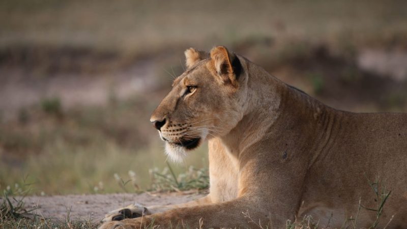 Murchison Falls Uganda Safari