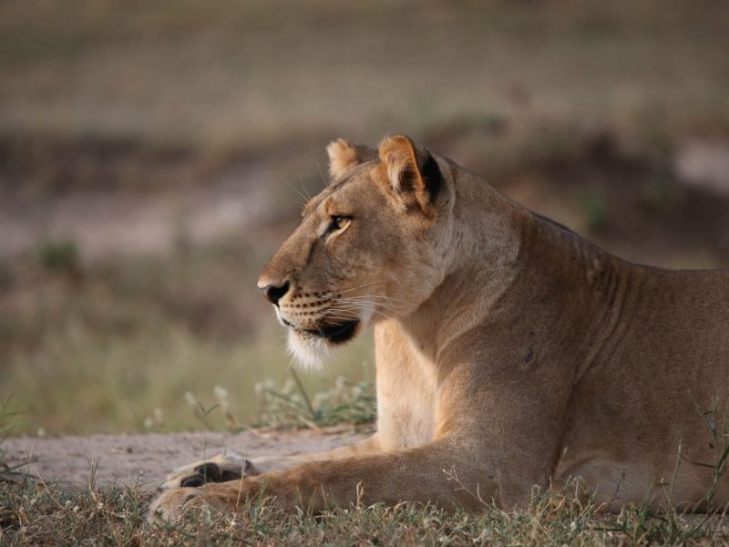 Murchison Falls Uganda Safari