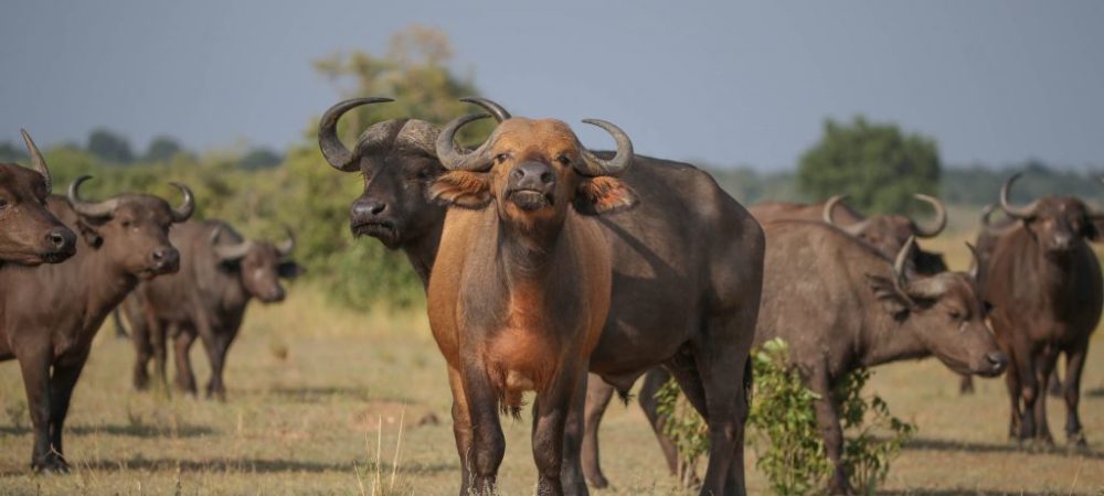 Uganda Fly-in Tour