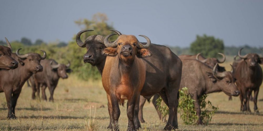 Uganda Fly-in Tour