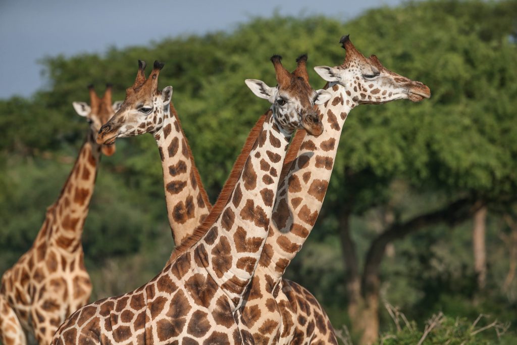 Murchison Falls Uganda Safari