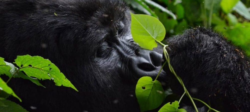 Maghinga Gorilla Trekking Safari Uganda