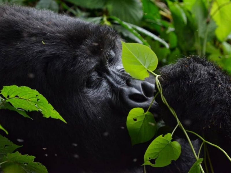 Maghinga Gorilla Trekking Safari Uganda