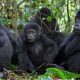 Best time to visit East Africa