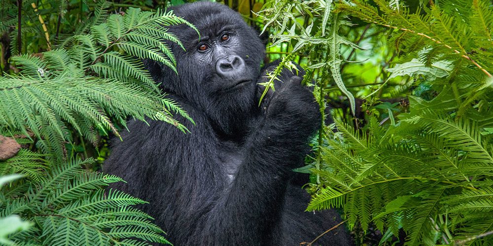 Congo Uganda Rwanda Safari